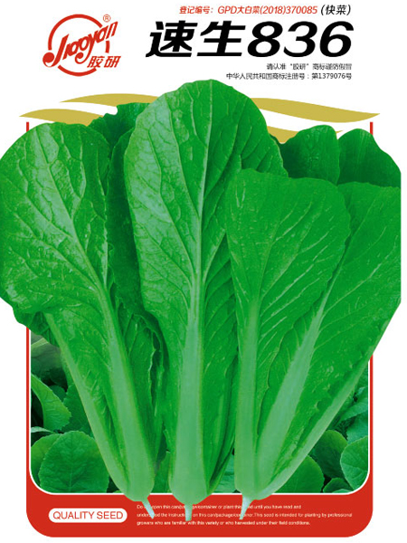  Susheng 836——Fast-growing Pakchoi